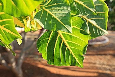 《辐射》电视剧就像是“辐射5” 新海报曝光