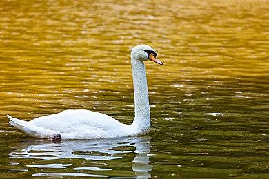 KK官方对战平台RPG地图淘金计划二期席卷而来 再次踏上淘金之路！